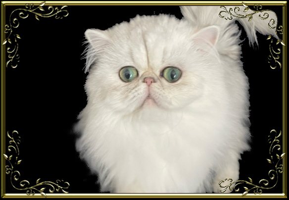 Close up of Silver Persian cat in a frame