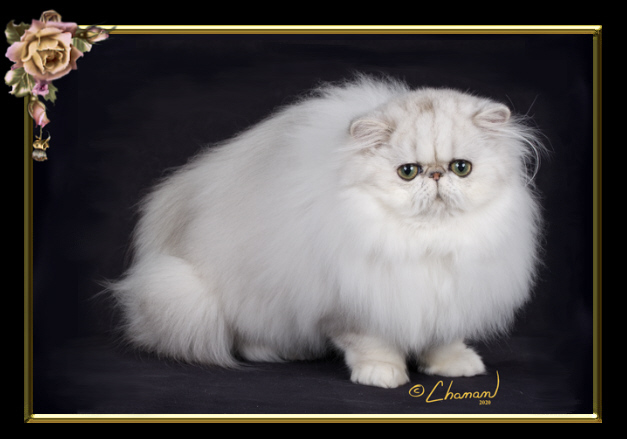 Adult Silver Persian cat