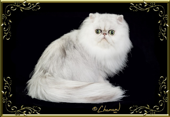 Silver Persian cat in a frame