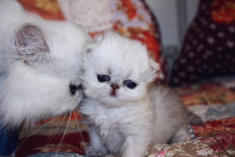 kitten