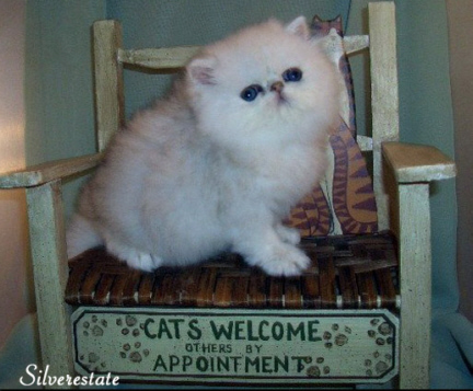 kitten