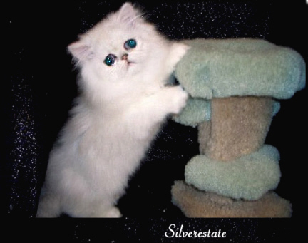 kitten