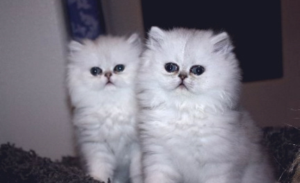 kitten
