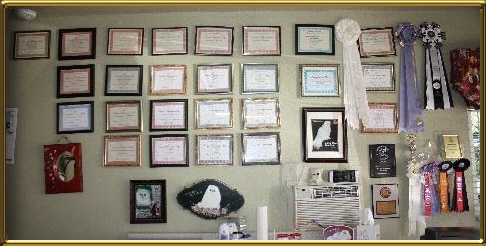 Silver Persian cat awards