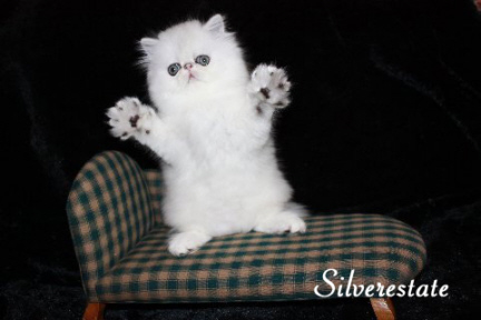 kitten