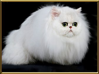 Bijou
