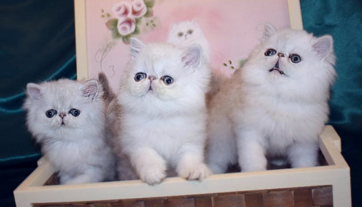 kitten