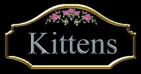 kittens