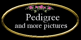 pedigree