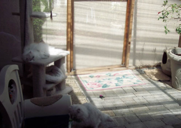 cat