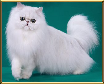 Tasha